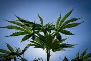 Kursen på nordamerikanske cannabisaktier tordner i vejret. Flere selskaber har fordoblet deres markedsværdi. Branchens nummer et planlægger investeringer i Danmark.