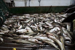 EU-torskekvote skader danske fiskere, mener Fiskeriforening, mens Greenpeace er imod udskudt åleforbud.