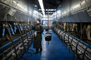 3F har vundet kampen mod Danmarks største mælkeproducent, som nu indgår overenskomst. Det er kun begyndelsen.