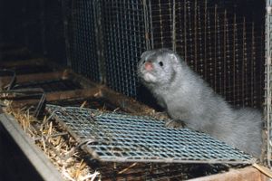 En særlig mutation af coronavirus i nordjyske mink og mennesker betyder nye og skrappere restriktioner fra Sundhedsministeriet. 