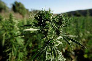 Det canadiske firma Canopy Growth har valgt at nedlægge en stor del af produktionen i sine væksthuse, da et sløvt cannabismarked og tilladelse til frilandsdyrkning presser indtjeningen.  