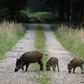 Svinepesten fortsætter med at sprede sig i Tysklands store bestand af vildsvin. Et udbrud i Danmark vil være en katastrofe for landbruget. Foto: Matthias Schrader/AP