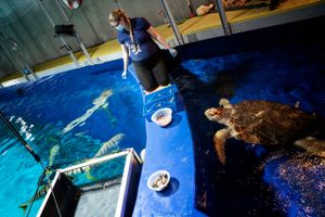 Zoologiske anlæg som Den Blå Planet er stadig hårdt ramt af coronakrisen, fordi de udenlandske turister udebliver. Direktøren for akvariet håber på en økonomisk håndsrækning fra politikerne.