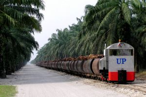 United International Enterprises ejer 48,4 pct. af det malaysiske plantageselskab United Plantations, som producerer spiseolie og andre raffinerede produkter. Arkivfoto