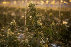 Ejerne af Schroll Medical, som producerer cannabis, overvejer at børsnotere selskabet i løbet af 2022. Målet er at sætte endnu mere fart i væksten.