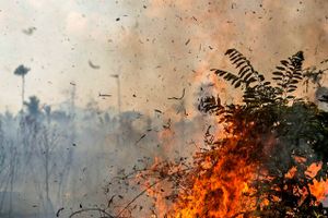 Amazonas regnskov er i brand. Det skyldes blandt andet handelskrigen mellem USA og Kina, siger eksperter.
