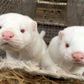 Man kan sagtens vaccinere mink mod corona, og der er ingen tvivl om, at vaccinen ville virke. Det vurderer danske forskere. Foto: Jacob Gronholt-Pedersen