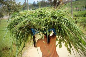 Sri Lankas bjerge er beklædt med et 1 meter højt lag af tebuske, som de tamilske plukkere friserer kontinuerligt. I markerne er det nemlig stadig tamilerne, der står for det hårde fysiske arbejde med at høste. Foto: Thomas Linder Kamure Thomsen