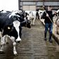 Mælkeproducenter i en række lande er hårdt presset af den igangværende coronakrise, og i Tyskland og Frankrig har landbrugsministrene opfordret EU til at gribe ind og yde økonomisk førstehjælp til sektoren. Foto: Joachim Adrian