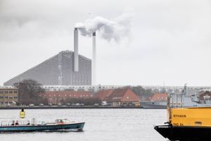 Drop lagring af CO2, og halver i stedet antallet af køer og grise i Danmark, lyder rådet fra Greenpeace.