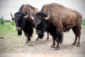 Der er masser af kød på en bison, og man kan se de prægtige dyr på Ditlevdal, hvor der også kan købes og smages på dyret. Foto: Visit Nordfyn