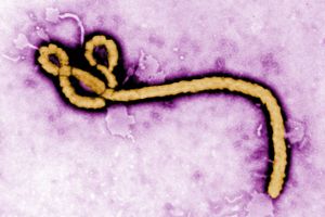 Bavarian Nordic har fremlagt tilfredsstillende resultater med de første forsøg med ebolavaccine i mennesker.