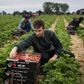 Marin Peagu fra Rumænien plukker jordbær i Skælskør, hvor samtlige omkring 100 plukkere er fra Østeuropa. Næste år er det muligt, at man vil se flygtninge tage kampen op med østeuropæerne om sæsonjobbene, forudser socialrådgiverne. Foto: Mathias Svold