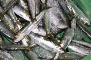 Bagmandspolitiet vil konfiskere 205-206 millioner hos en række fiskeriselskaber i sag om snyd med fiskekvoter.