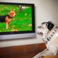 Keder hjemmegående hunde sig? Måske. Det er i al fald det problem, som DogTV vil løse. Foto:Presse