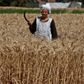 En egyptisk farmer høster hvede på sin farm, men det meste hvede kommer udefra. Egypten er verdens største hvedeimportør, og normalt kommer 90 pct. af hveden fra Rusland og Ukraine. Foto: AP