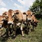 Coronakrisen rammer nu også de danske producenter af kalve- og oksekød. Prisen på de fine udskæringer falder, fordi myndighederne har lukket millioner af restauranter og ethvert tilløb til fest i størstedelen af Europa. Foto: Joachim Adrian