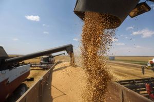 Combine harvesters unload harvested wheat grain into a truck during the summer harvest on a farm in Tersky village, near Stavropol, Russia, on July 9, 2021. Foto: Bloomberg photo by Andrey Rudakov.