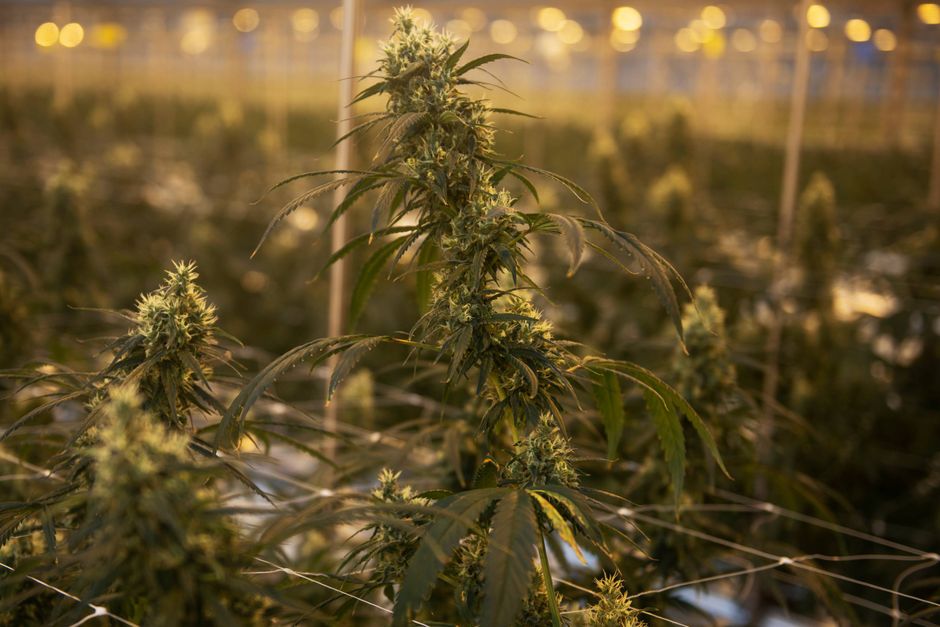 Ejerne af Schroll Medical, som producerer cannabis, overvejer at børsnotere selskabet i løbet af 2022. Målet er at sætte endnu mere fart i væksten.