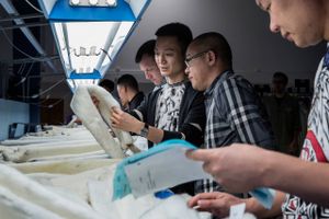 Kinesiske opkøbere inspicerer minkskind i Glostrup, inden de kommer til salg i auktionssalen. Foto: Stine Bidstrup