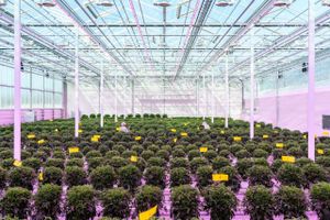 Europas største produktion af medicinsk cannabis vokser her i drivhusene hos gartneriet Alfred Pedersen & Søn i Bellinge på Fyn. Sundhedsminister Ellen Trane Nørby var med til indvielsen. Foto: Alastair Philip Wiper. 