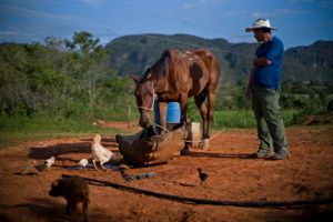 I den frodige Pinar del Rio-provins ligger Viñales. Hele området er som skabt til kaffe- og tobaksproduktion – og efter sigende er det netop her, at noget at verdens fineste tobak bliver produceret. Arkivfoto: AP Photo/Ramon Espinosa