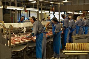 En dyb krise i Storbritanniens svineproduktion, hvor der er stor mangel på arbejdskraft, er blevet optrappet og kan tvinge en del svineavlere til at forlade branchen.