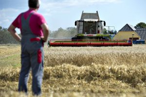 Landbrug & Fødevarer kommer fredag med et forslag til en "tørkepakke", der skal hjælpe de pressede landmænd.