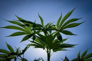 Cannabis sativa, indica, marihuana, hemp, ganja, plant. Foto:AP/Libor Sojka