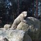 Aalborg Zoo modtog i løbet af weekenden næsten 700.000 kr. i donationer. Arkivfoto: Anita Graversen