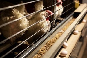 Schweiziske Nestle tager kampen op med pionererne inden for plantebaserede fødevarer og lancerer klimavenlige versioner af æg og rejer.  