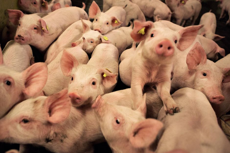 En række danskejede landbrugsselskaber er hårdt ramt af svinepest. Sygdommen har nu spredt sig til en farm med 53.000 grise. 