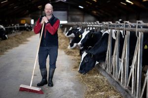 En række landmænd er blevet fanget i forureningssager, efter at blodprøver har konstateret for høje niveauer af giftige fluorstoffer i kvæg. 