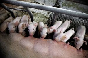 Efter årelange forhandlinger er det nu endelig lykkedes at få Kina til at åbne for import af varmebehandlet svinekød fra Danmark.