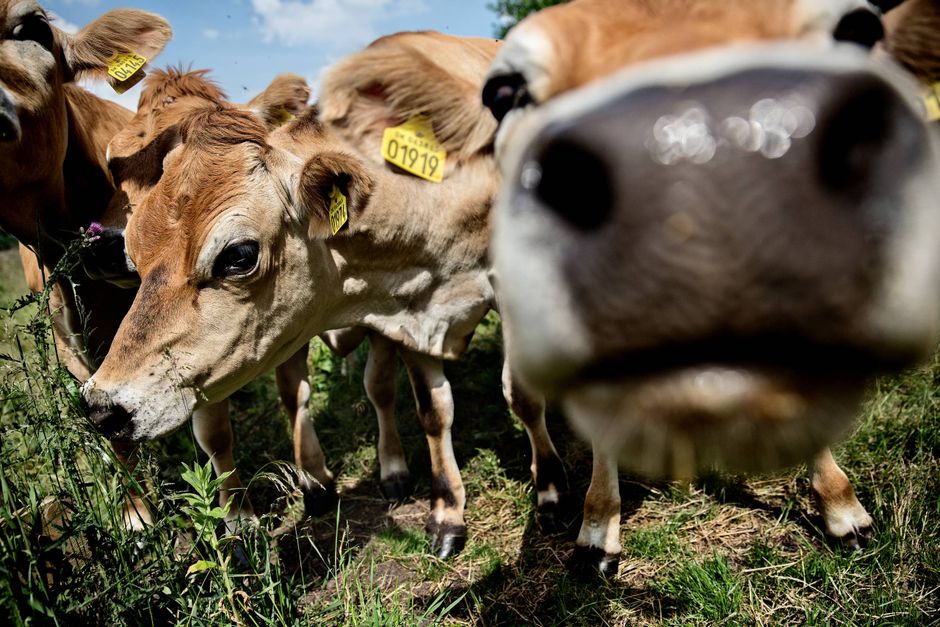 Artiklens øverste billede