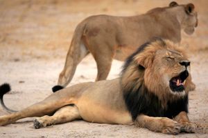 Nedskydningen af denne 13 år gamle og smukke løve "Cecil the Lion" i 2015 udløste et ramaskrig i store del af verden og eftervirkningerne har ramt hele storvildtsindustrien. Også i Sydafrika. Foto: Zimbabwe Parks and Wildlife Management Authority/EPA. 