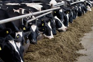 De danske landmænd har i år udsigt til et overskud på det højeste niveau i nyere tid. Især de høje mælkepriser har sendt milliarder af kroner ind på bundlinjen.