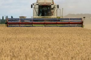 Rusland og Ukraine forlænger aftalen om eksport af korn gennem Sortehavet. Det får priserne til at falde på råvarebørserne.