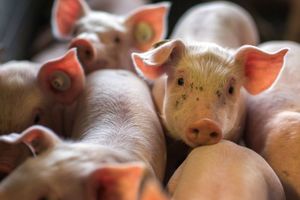 Det har været en speciel situation for Idavang, da Rusland stoppede med at importere svinekød fra EU. Den danske svineproducent har nemlig aktiviteter i både Rusland og EU. 