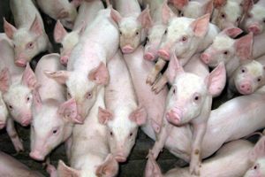 Et dundrende underskud og frygten for svinepest får nu landbrugsgiganten Scandinavian Farms til at tømme staldene. Mens svinepesten raser, beholder farmen kun en "Noahs Ark" besætning.