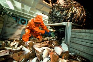 Danske fiskere fanger rekordmange fisk i år, og 2018 ser ud til at blive endnu bedre. Fiskekvoterne for det kommende år forhandles på plads netop nu, og der er udsigt til større kvoter.