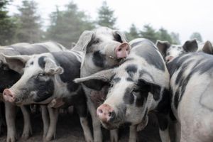 De støt stigende energipriser forsinker produktionen af gas, der bruges til at bedøve grise før slagtning i britiske slagterier. 