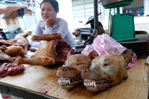 En vietnamesisk kvinde ses her ved sin butik, hvor hun tilbyder hundekød. Foto: Pascal Deloche/AP Images.