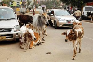 I Indien betragtes koen som et helligt dyr. Foto: Rajesh Kumar Singh/AP