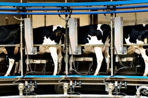 300 regnskaber for 2012 viser, at indtjeningen hos heltidsbedrifter i kvægsektoren er endnu ringere end i 2011. 