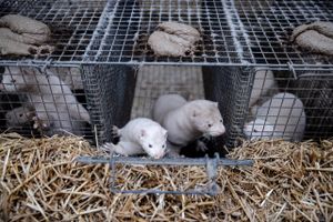 Overblik: 2020 bød på konkursrekord i minkbranchen, mens den gennemsnitlige indtjening pr. avler de seneste 10 år har ligget på godt 1 mio. kr.