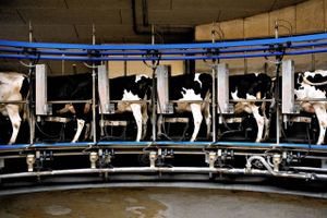 Danske mælkeproducenter skal fremover tænke sig grundigt om, inden de forlader Arla. For det bliver dyrt at komme tilbage.