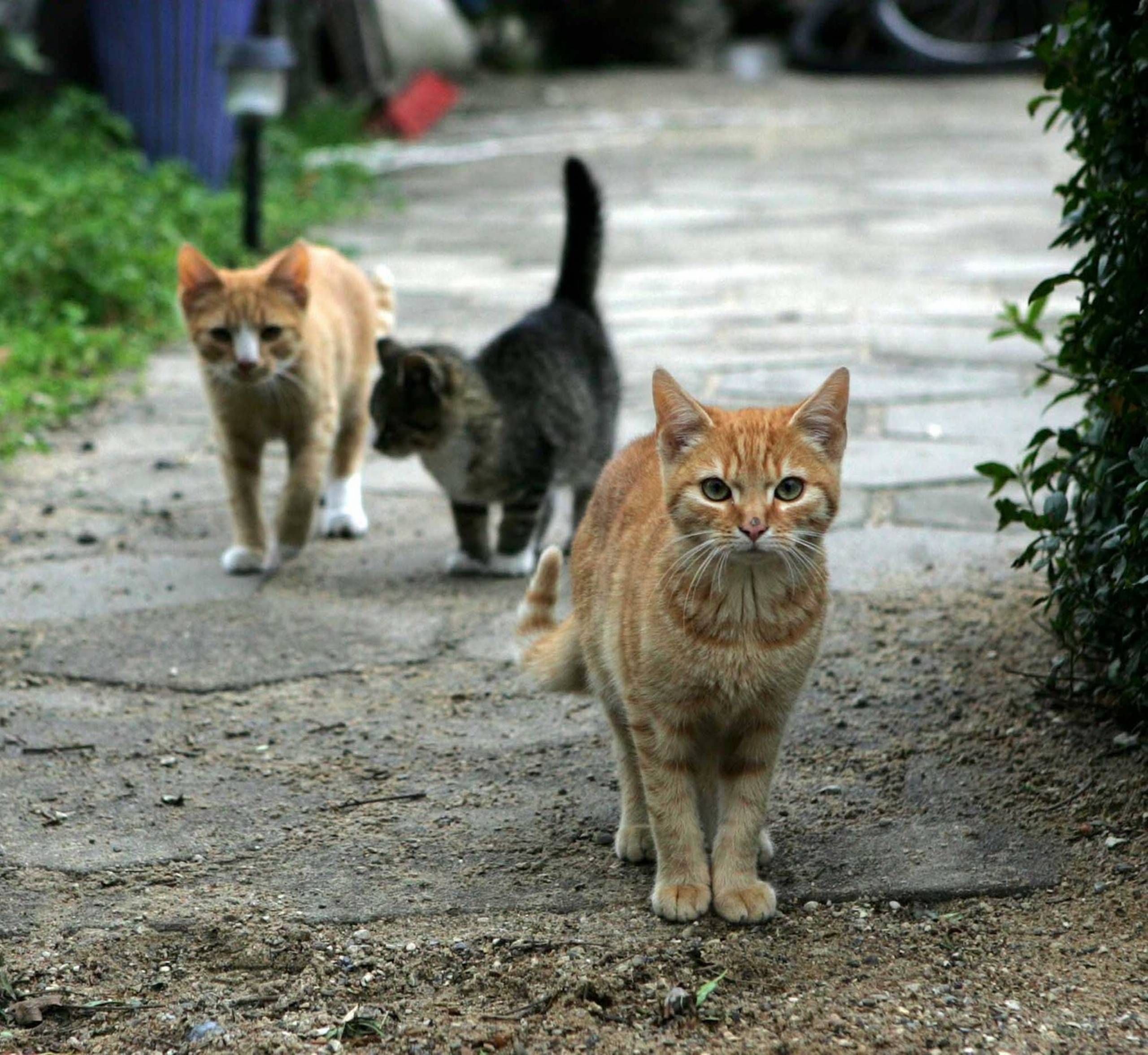 Jobopslag går viralt: Flyt til græsk ø pas katte
