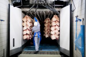Slagterigiganten Danish Crown er ved at teste en teknologi, der skal gøre det muligt at sælge fersk dansk svinekød overalt i verden. Det kan bane vejen for danske forædlingsfabrikker i Japan og på andre oversøiske markeder. 