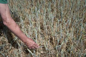 Tørkeramt landbrug foreslår at fremrykke landbrugsstøtte og lempe foderregler som håndsrækning under tørken.